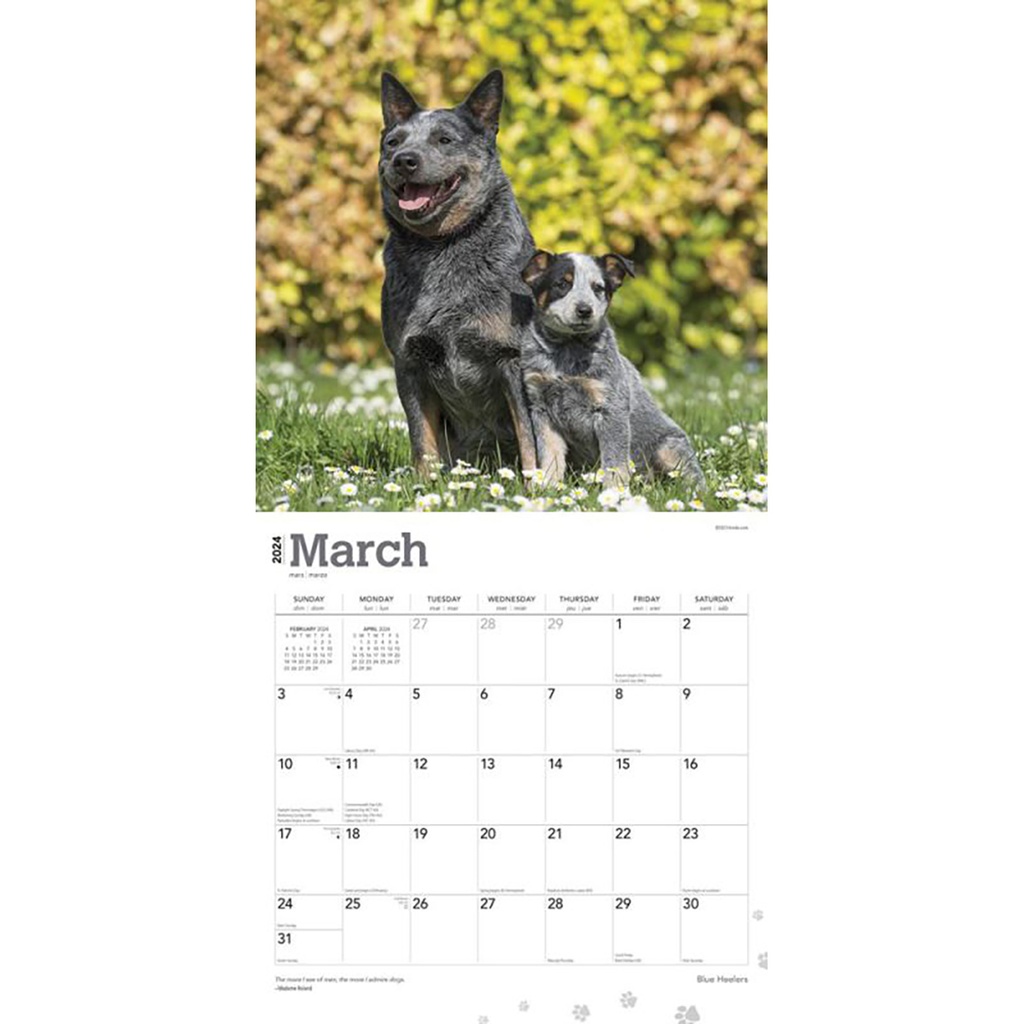 Blue Heelers 2024 Calendar Ryft
